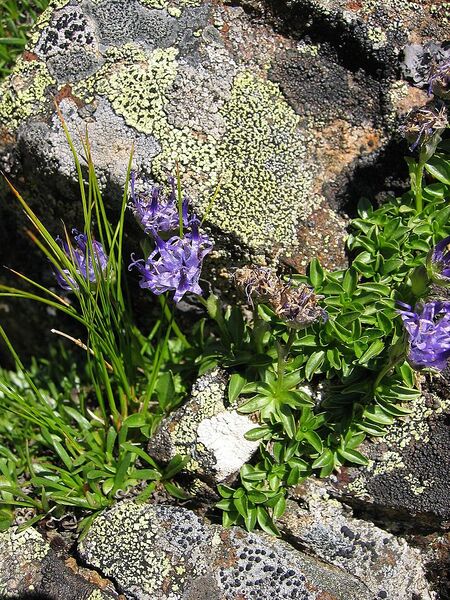 File:768px-Phyteuma globulariifolium.jpg