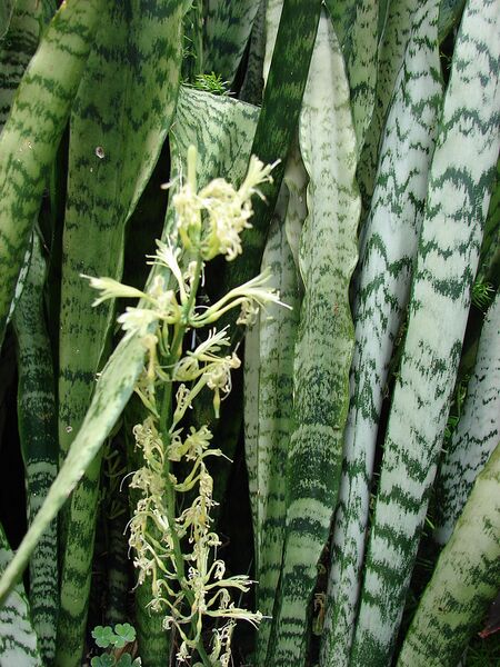 File:768px-Starr 080607-7083 Sansevieria trifasciata.jpg