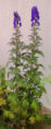 Unidentified Aconitum (possibly Aconitum carmichaelii)