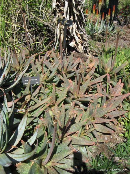File:Aloe saponaria-IMG 0343 hunt07.jpg