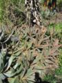 Aloe saponaria