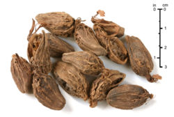 Black Cardamom fruit as used as spice