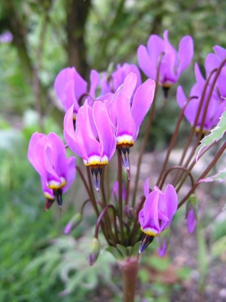 File:Dodecatheon pulchellum.jpg