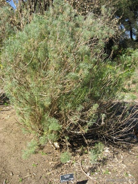 File:Hymenolepis parviflora-IMG 0901 hunt07.jpg