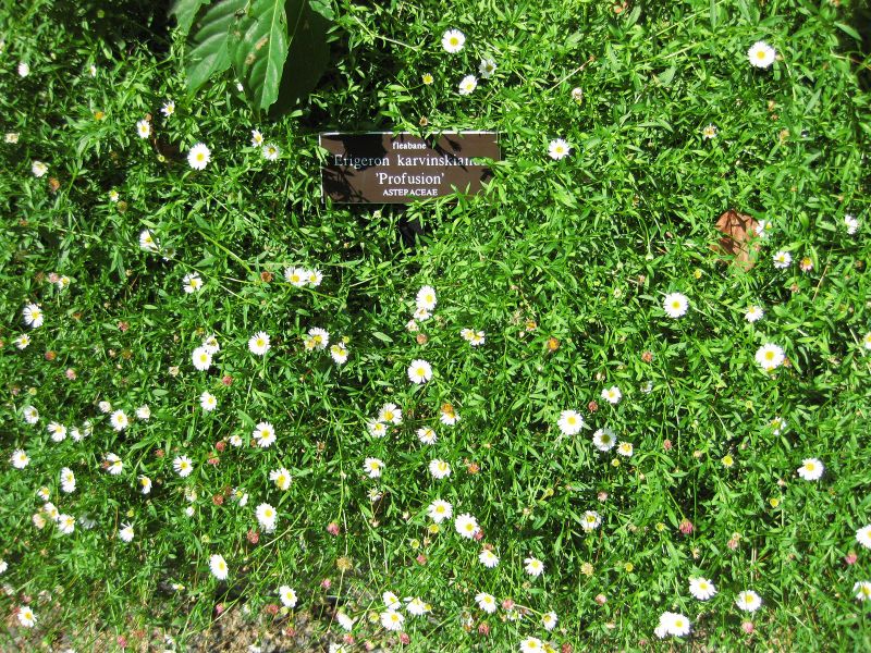 File:IMG 0275 nybg09.jpg