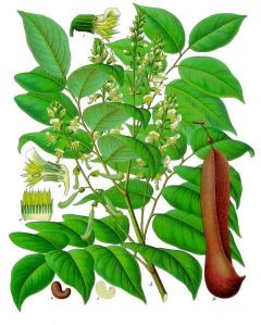 Myroxylon balsamum from Koehler's Medicinal-Plants (1887)