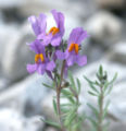 Alpine Toadflax (Linaria alpina)