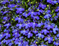 Lobelia (most)