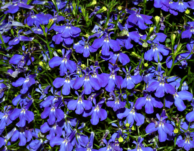 File:Lobelia (aka).jpg