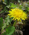 Thumbnail for version as of 05:21, 2 July 2007