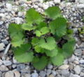 Foliage