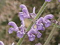 Thumbnail for version as of 09:42, 29 April 2025