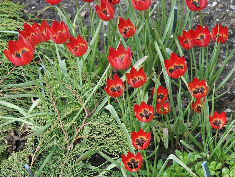 File:1023px-Tulipa orphanidea 01.jpg