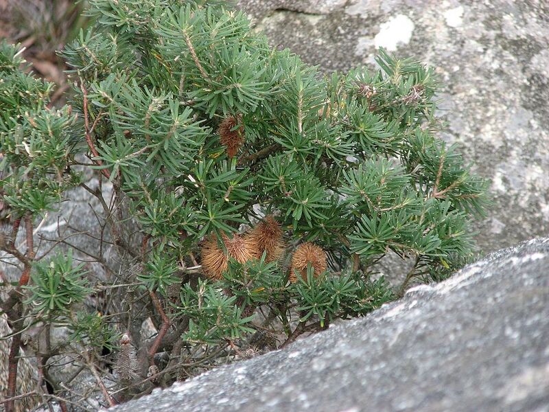 File:1024px-Banksia marginata on the rocks Prom.jpg