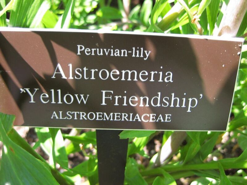 File:1024px-IMG 0279 nybg09.jpg