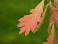 Thumbnail for version as of 09:23, 29 April 2025