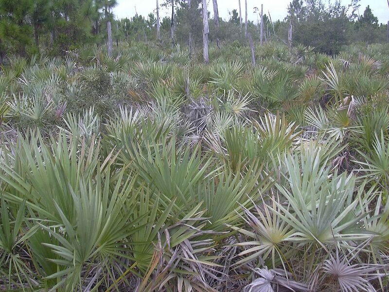File:1024px-Starr 031108-2127 Pinus elliottii.jpg