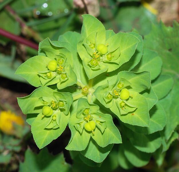 File:1066px-Euphorbia February 2008-2.jpg
