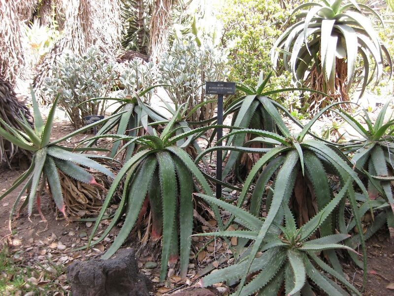 File:1280px-IMG 4337 hunt0904.jpg