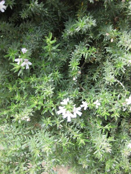 File:576px-IMG 4522 hunt0904.jpg