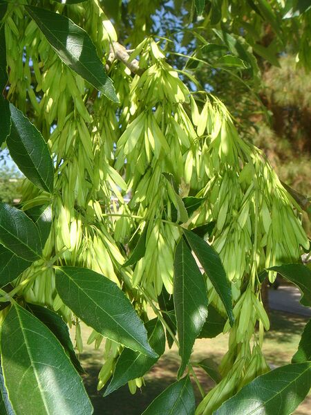 File:768px-Fraxinus-velutina-20080402.JPG