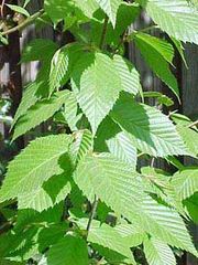 Yellow Birch foliage
