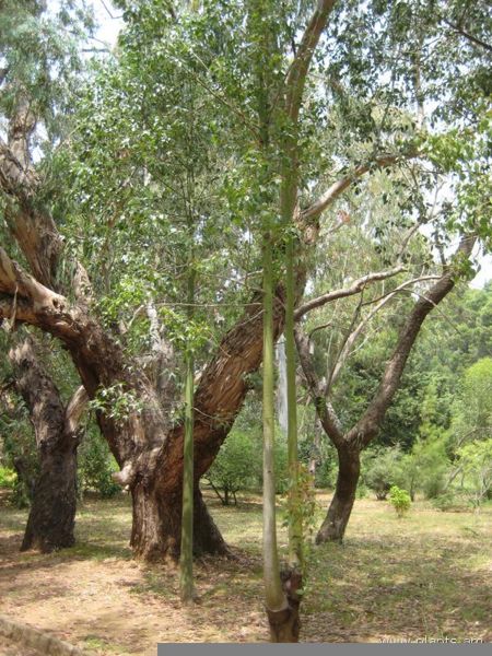 File:Brachichiton populneum-IMG 3150 lokrun.jpg