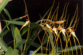 Thumbnail for version as of 04:15, 27 June 2007