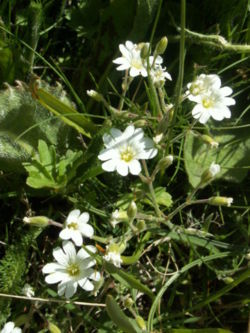Cerastium arvense