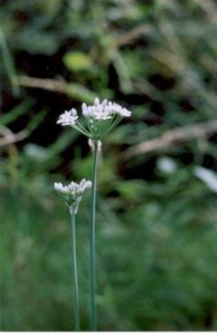 Flowering garlic chives