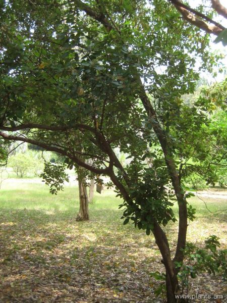 File:Comarostaphylos diversifolia-IMG 3124 lokrun.jpg