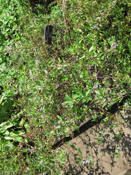 File:IMG 0261 nybg09.jpg