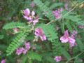 indigofera gerardiana