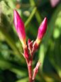 Buds of Nerium oleander. From Lisboa, Portugal