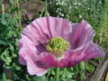 Ornamental poppy at Chatsworth House, UK