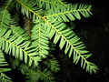 Thumbnail for version as of 11:15, 27 October 2007