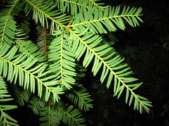 Taxus brevifolia (Pacific Yew) foliage