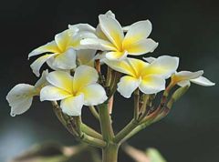 Plumeria alba (White Frangipani)