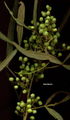 Thumbnail for version as of 04:54, 13 August 2007
