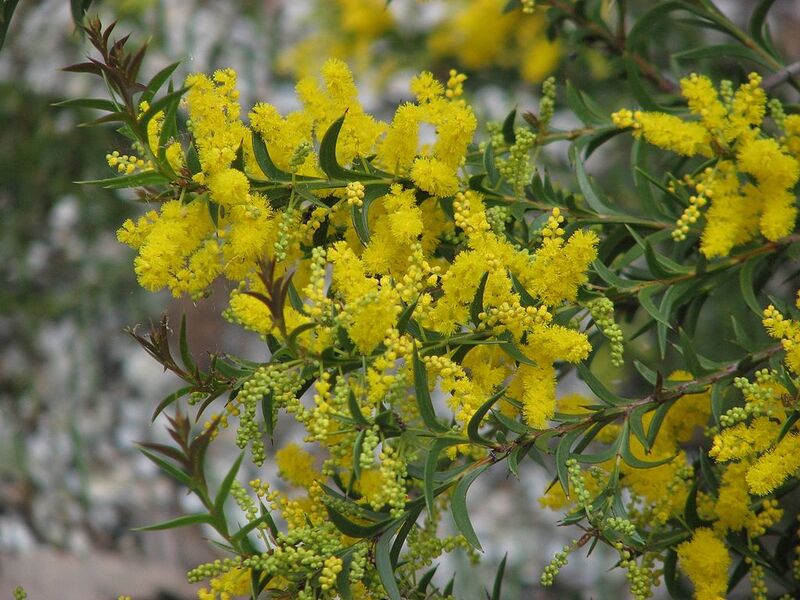 File:1024px-Acacia triptera.jpg