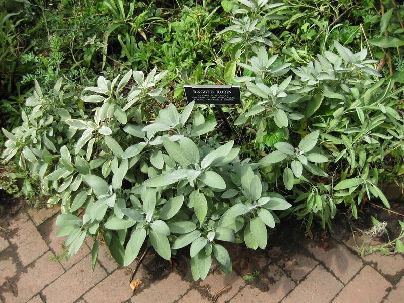 File:1024px-IMG 0683 bbg09.jpg