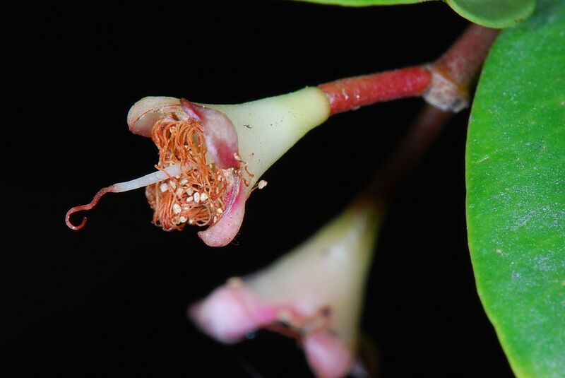 File:1024px-Syzygium paniculatum 03 Pengo.jpg