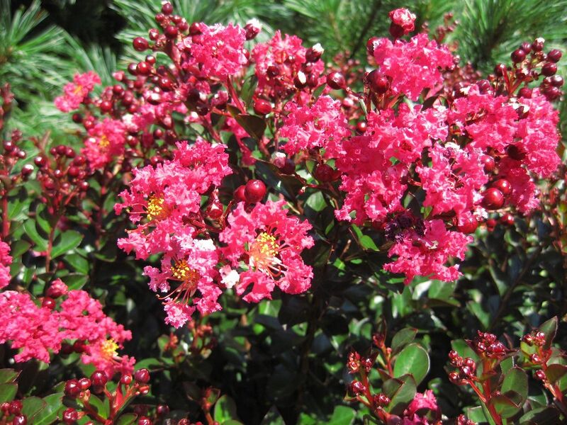 File:1280px-IMG 0310 nybg09.jpg