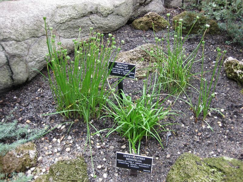 File:1280px-IMG 1236 bbg09.jpg