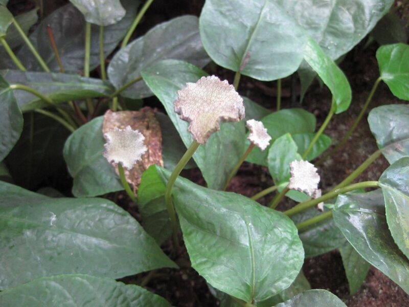 File:1280px-IMG 1722 hunt09oct.jpg