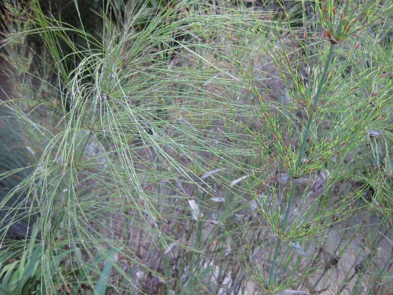 File:1280px-IMG 2691 ucla09.jpg