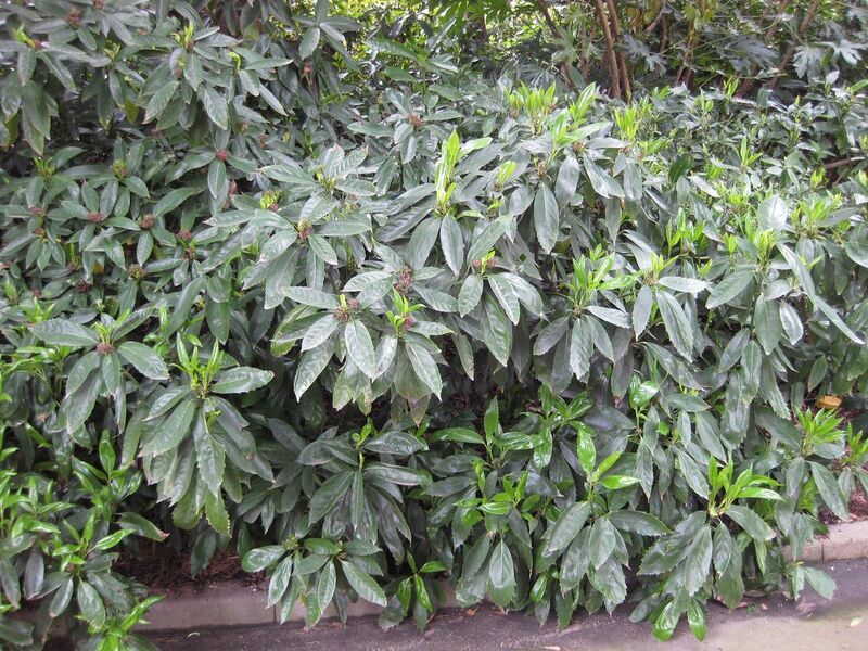 File:1280px-IMG 4636 hunt0904.jpg