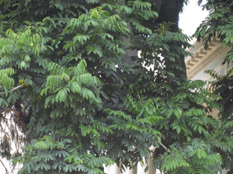 File:1280px-IMG 7713 hunt09jun.jpg