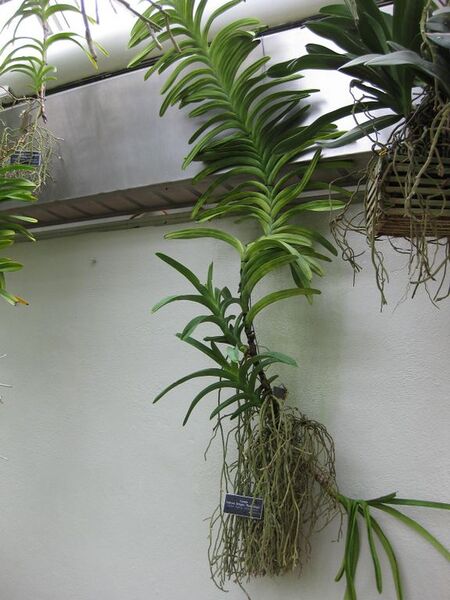 File:576px-IMG 1000 bbg09.jpg