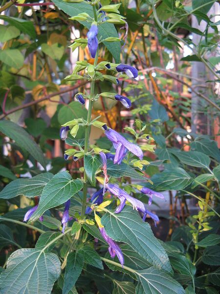 File:768px-Salvia mexicana 'Limelight'1.jpg